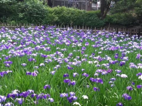 菖蒲が美しい季節だなー。これからアジサイかー。