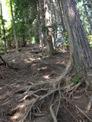 画像で見るとそうでもないけど、横高山の激登り。最後の鞍馬山もあわせてなんだかんだと4回もピークがあった。