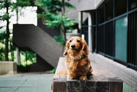 ほーら！背景がきれいにボケています。デジカメじゃまだこうは行かないよー。