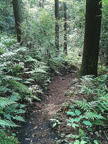 まさに里山の道。