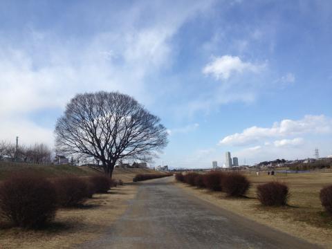 道中ハリーさんの木に遭遇、撮影。近くで繁々と見たらすごく立派な木でした。