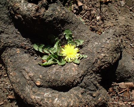 他の植物が生きていけないような厳しい環境下で生えていることが多いと言われるタンポポ。桜の木の根っこのわずかな隙間に咲いているのを見つけました。災害の多い厳しい自然環境の中でたくましく生き続けている、日本人のようだ。