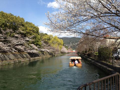 昼は女房と花見をしました。これは平安神宮付近。