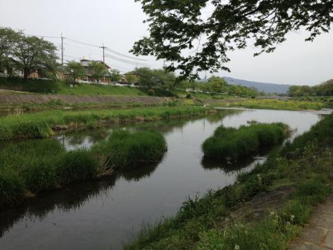 鴨川の上流付近はこのように懐かしい田舎の風景です。魚が居そうです。