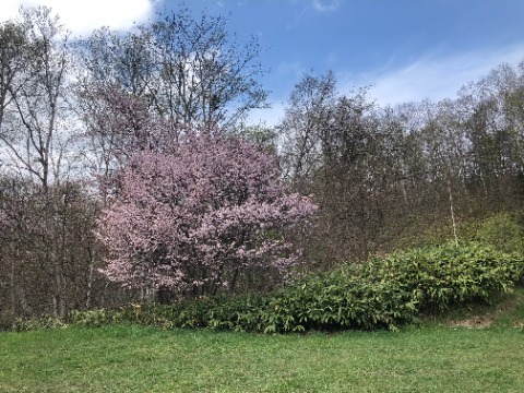 瑞穂の池の桜は満開