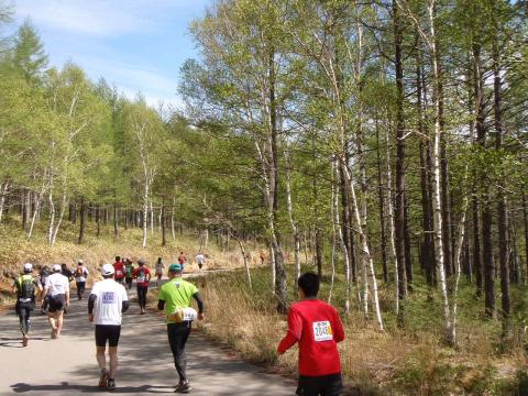 カラマツとシラカバの新緑。