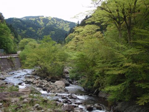 ヤビツ峠からの下りはずっと沢沿いで、新緑が鮮やか。