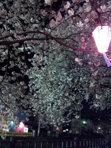 夜桜ウォーキング