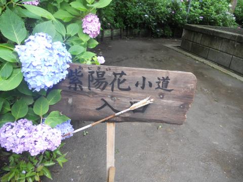 御霊神社の後ろにある紫陽花の小道、穴場なんだけど人は多かった、鎌倉七福神のひとつ