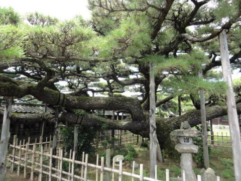 永安寺の雲竜の松