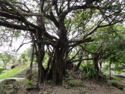 奥武山公園内のガジュマル
キジムナー発見？