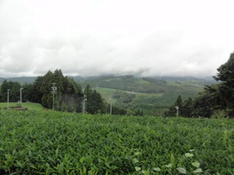 小夜の中山を登りきるとこんな茶畑が