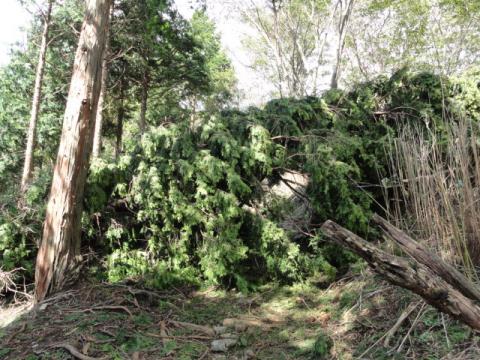 ヤビツ峠から三の塔までの登山道の行く手をさえぎる倒木。
こんな場所が三箇所ぐらいあったかなぁ。