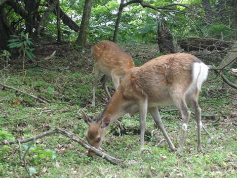 シカさん（14:33撮影） 
下山途中で遭遇。 
前回（12年前）は、塔ノ岳山頂で立派なツノが生えた牡鹿に遭遇したが、今回はこの下山時のみ。