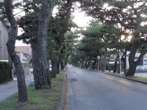 30.舞坂の松並木
暗くなってきた（18:12）ので、今日は舞坂まで
このあと電車に乗って浜松駅へ向かった。