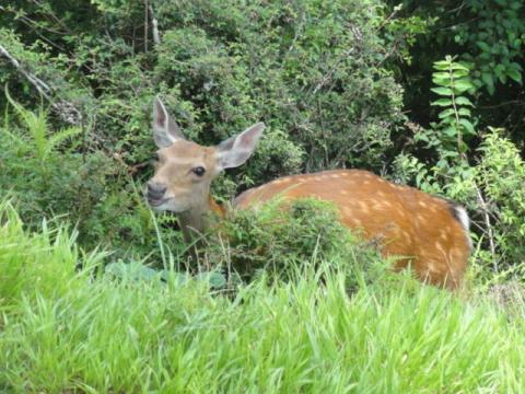 山頂には小鹿がいました。
グレートカワユス
グレート小鹿カワユス