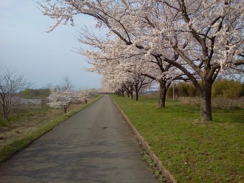 桜。。。