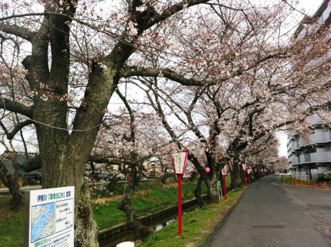 桜のトンネルＪＯＧ（＾◇＾）