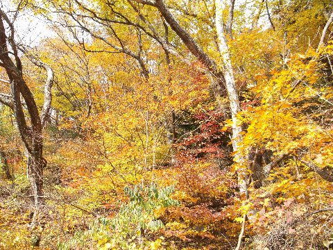 標高１０００m付近の　紅葉は今が盛