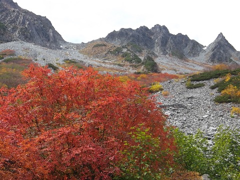 ナナカマドと涸沢岳