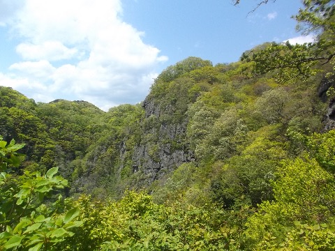 新緑が目に眩しい