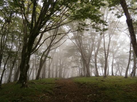 小丸尾根のブナ林。癒しの空間