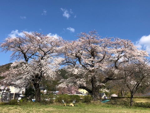 登山口大倉の夫婦桜