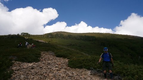 駒津峰を過ぎ
北沢峠に向けて
ハイマツ帯を軽快な足取りで下る　ビリちゃん