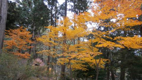 まだ下の方は紅葉が残る