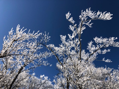 蒼空に霧氷が映える