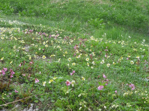 チングルマやイワカガミの群落