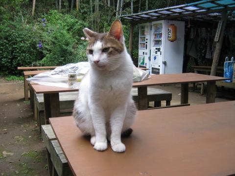 この人たち、昼間から・・・
呆れ顔のニャンコちゃん