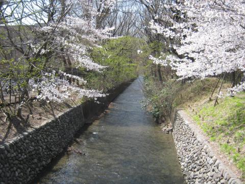 玉川上水
やっと花見ランらしくなってきた