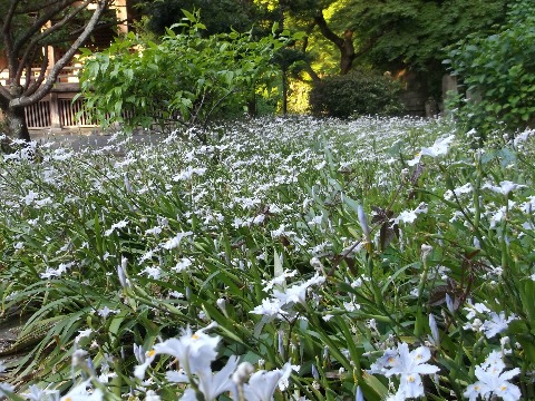 射干（シャガ）の花が咲き乱れる