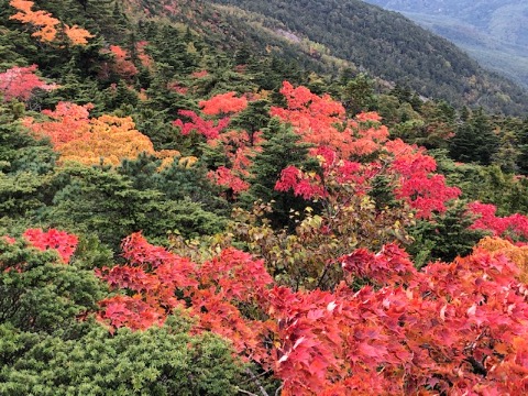 今回は曇り空だったが、晴れればさらに鮮やかだったであろう