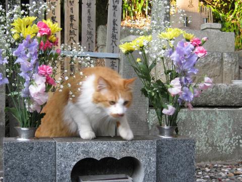 お墓の中からデブねこが!
化け猫のたたりじゃ～！