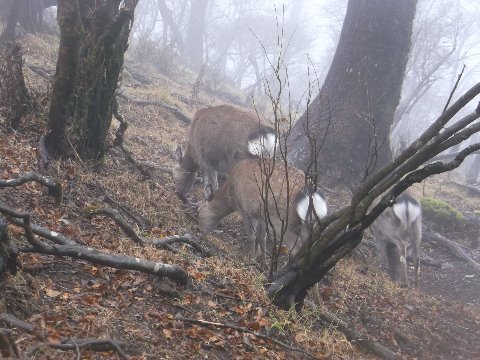 鹿さんのエロティックなお尻～