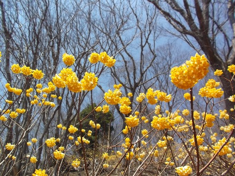 登山口の周辺はミツマタが満開