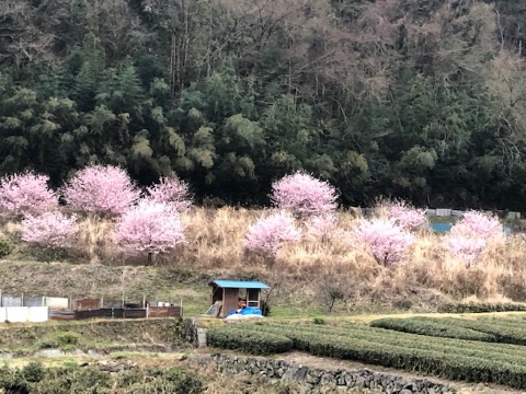 足柄路の里山風景