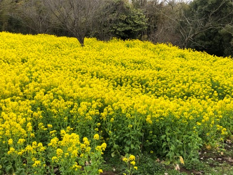 里山公園の菜の花畑