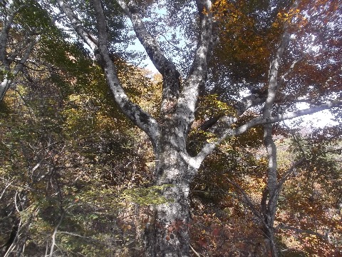 三頭山手前のブナの巨木