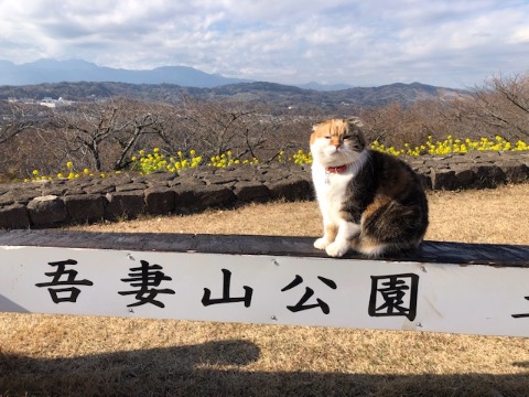 看板猫ちゃん