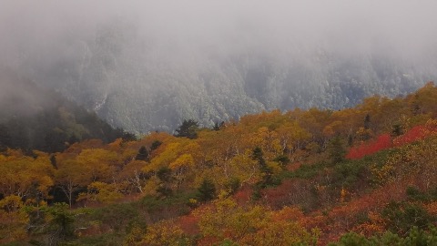 西穂高山荘付近のダケカンバの黄葉