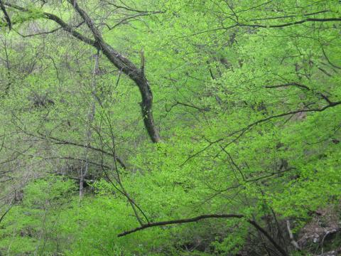 新緑がため息が出るくらい鮮やか