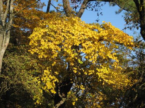 盛りの紅葉に癒される