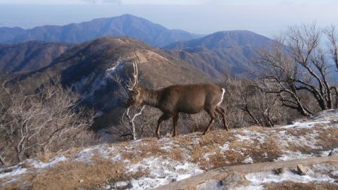 目の前を鹿が横切る。カメラを向けるも然とされる