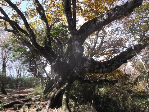 三国山手前のブナの巨木