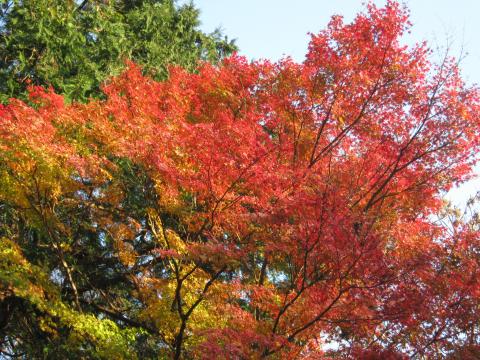 妙本寺のもみじも美しい。ここは、４月のかいどうの頃もよい。