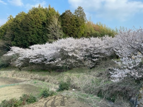 足柄路は春爛漫