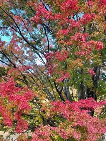 足柄路の紅葉は今が盛り